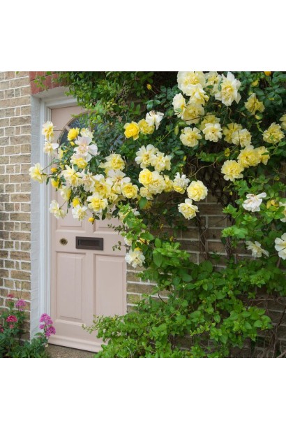 Троянда плетиста Голден Шауерс в ландшафті